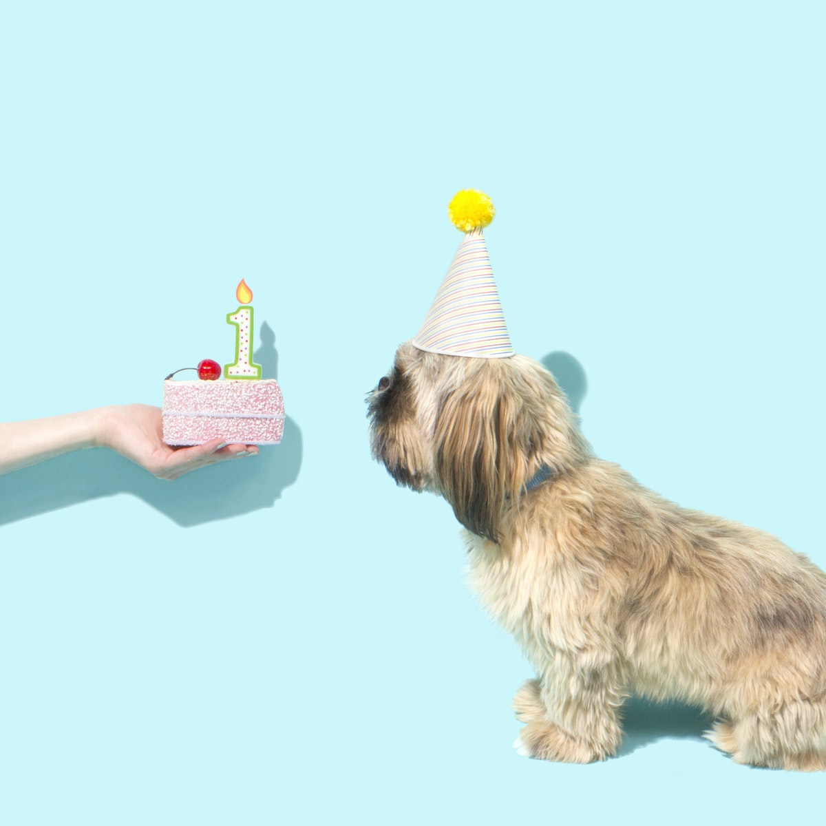 a doggy receiving a birthday cake